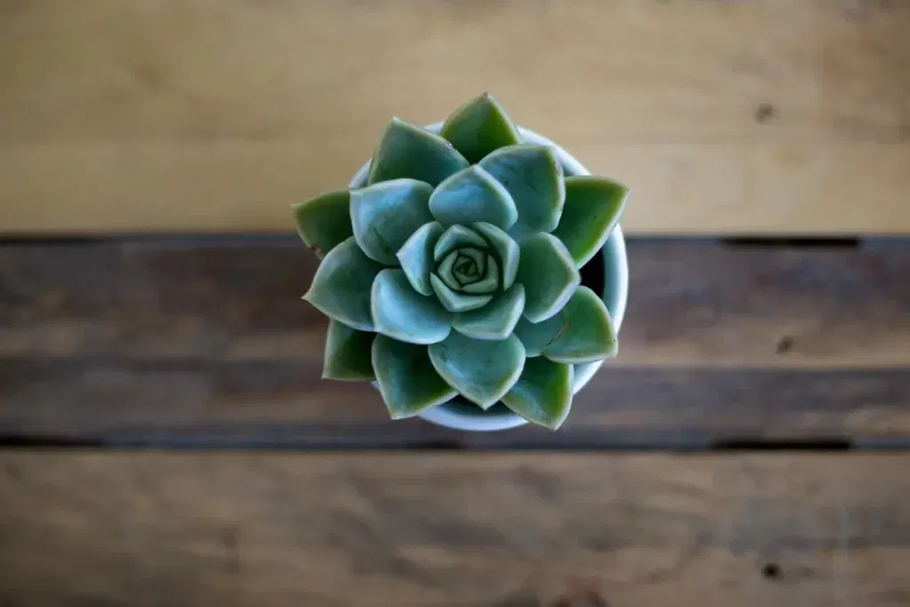 Buy succulent online in UAE